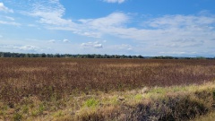 Photo Pruniers copie